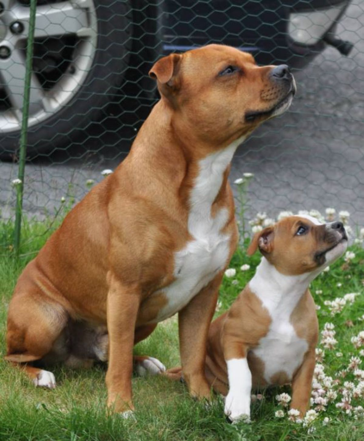Staffordshire Bull Terrier adult and puppy sitting on the front yard