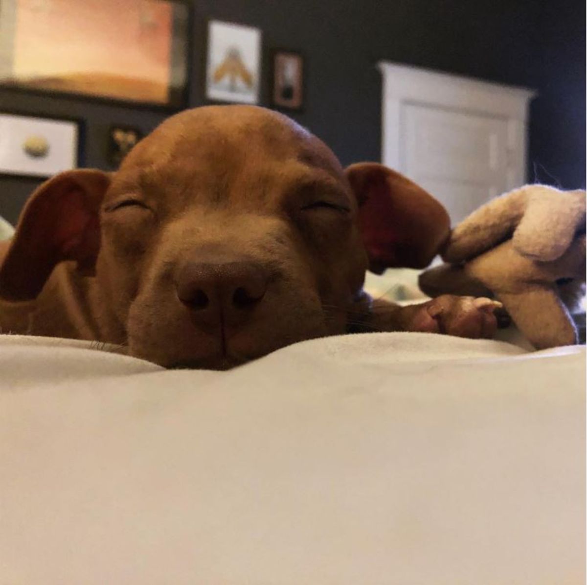 red nose pit bull puppy sleeping soundly on the bed