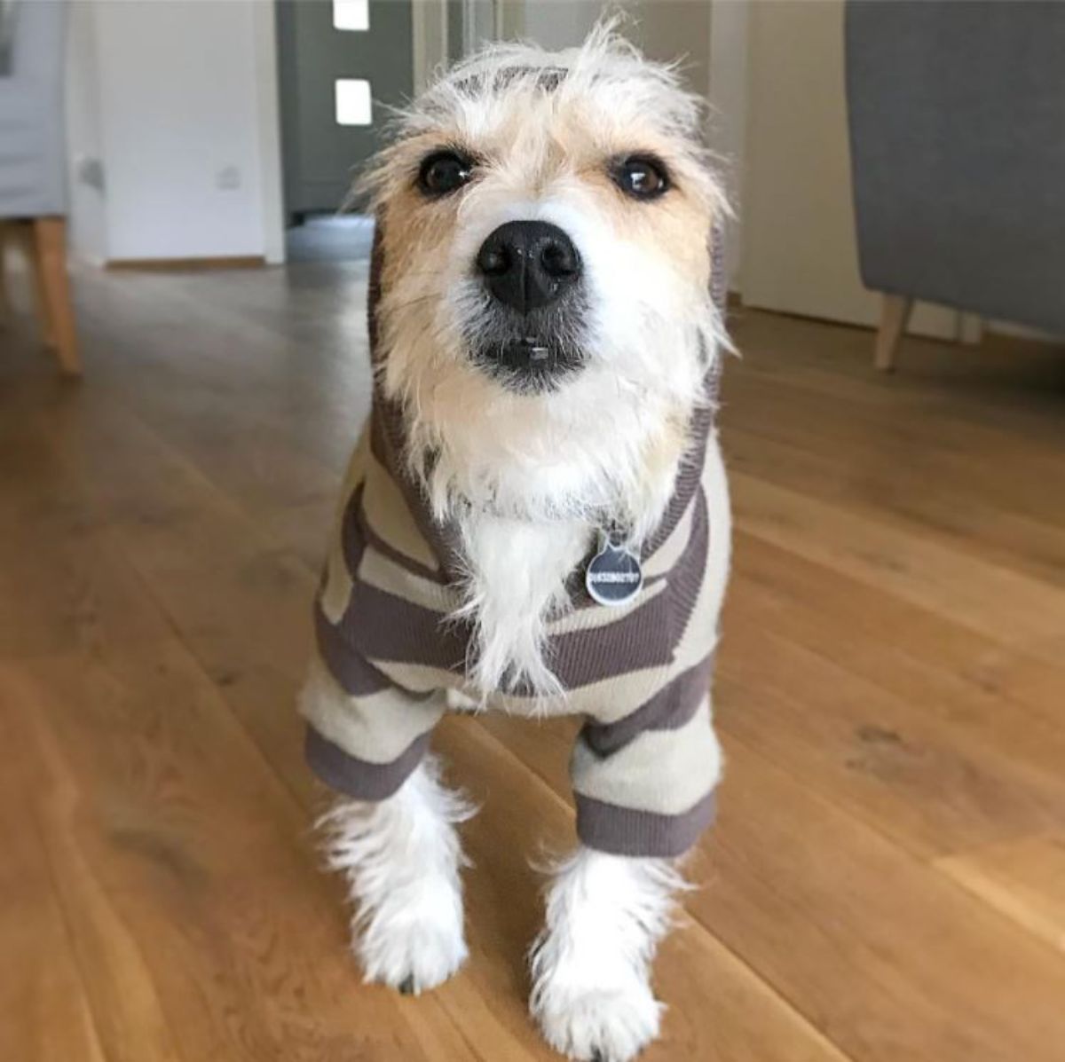 Parson Russell Terrier wearing a gray and white striped sweater on the floor