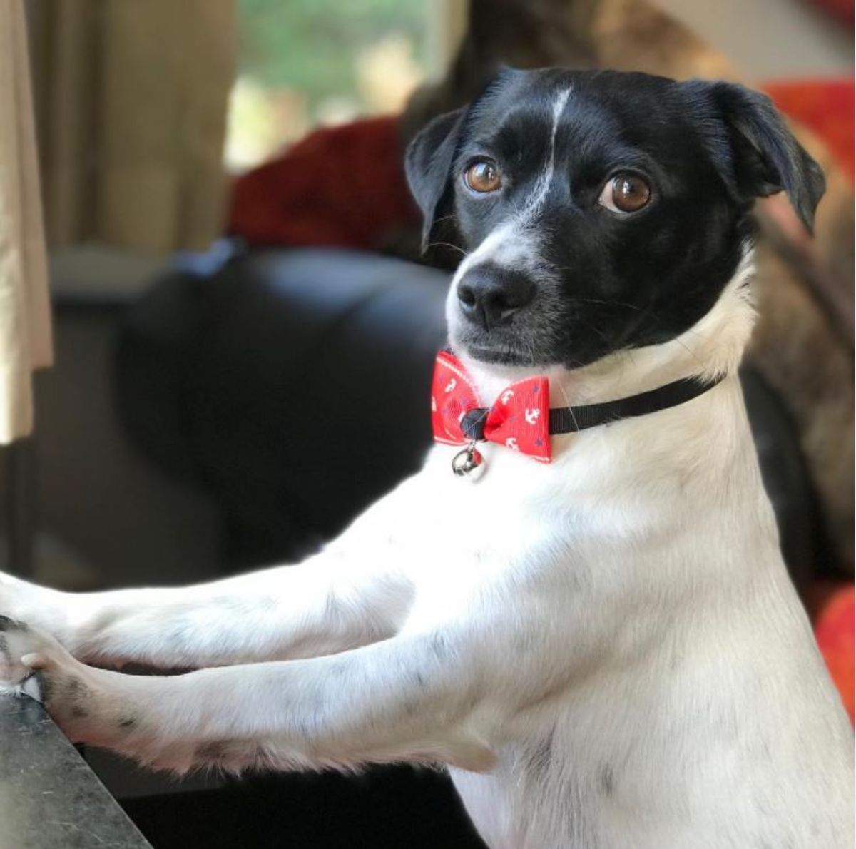 Parson Russell Terrier wearing a red ribbon necktie while on the couch