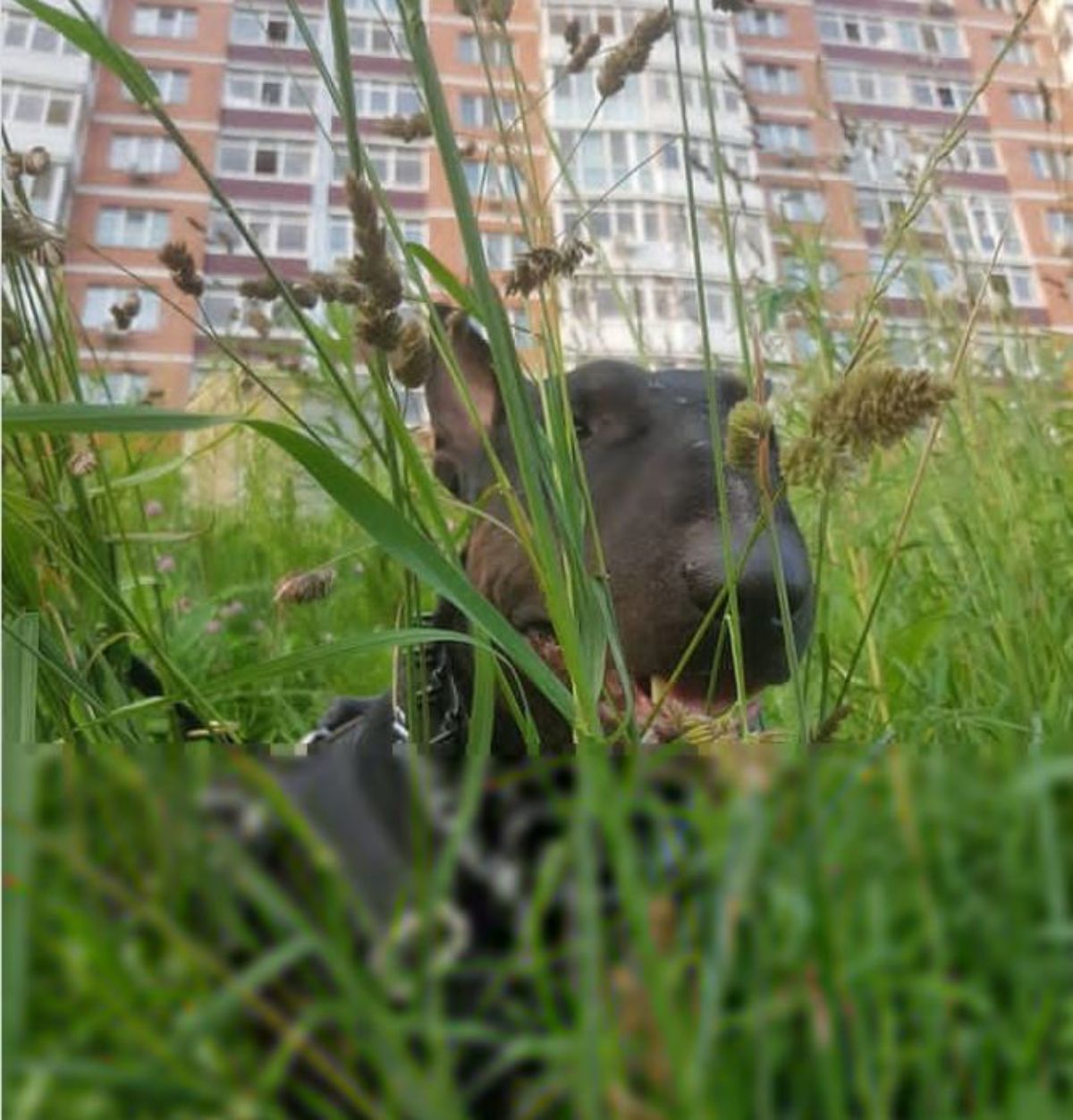 Black Bull Terrier behind the bushy green grass