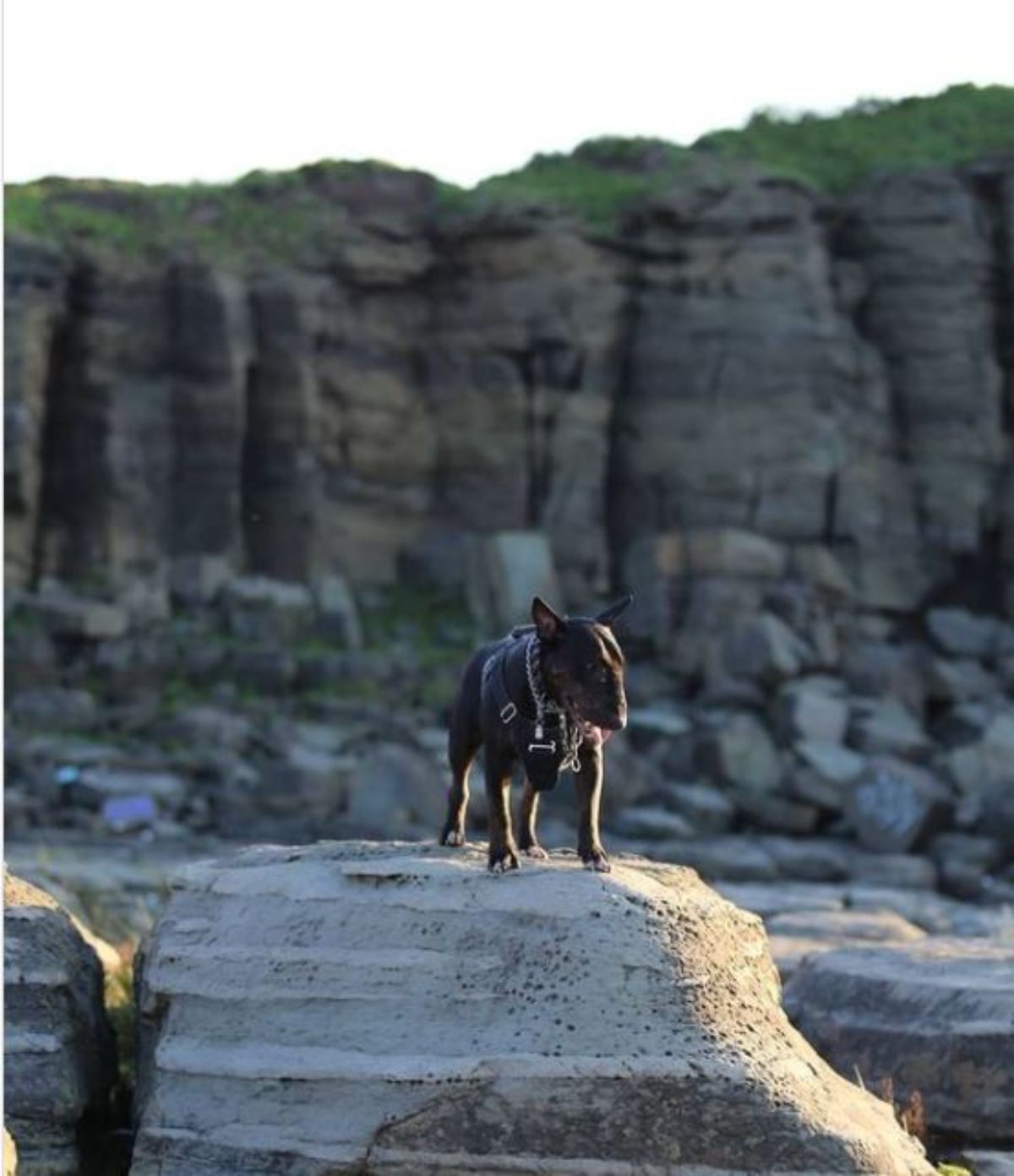 Black Bull Terrier on top of a big rock