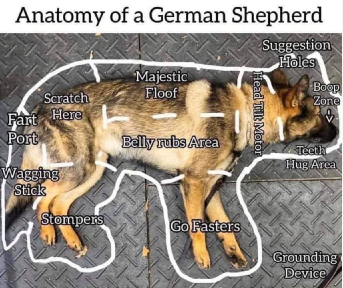 a funny anatomy of German Shepherd dog
