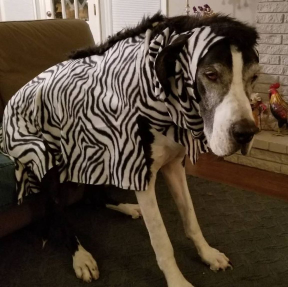 15 Trendy Great Dane Halloween Costumes The Paws