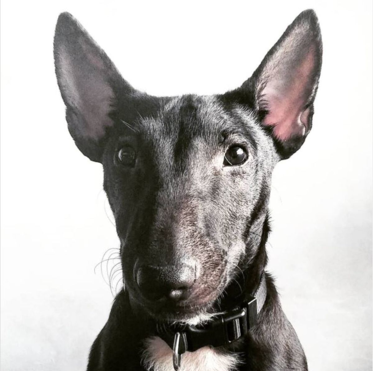 face of a Black Bull Terrier in white background