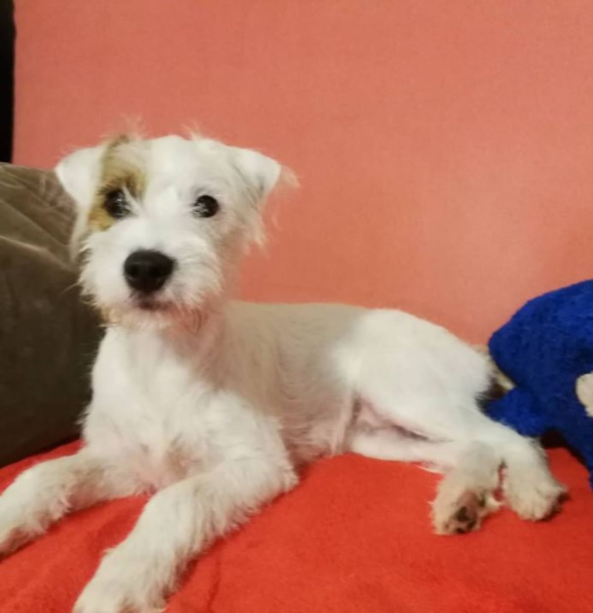 Parson Russell Terrier lying on the bed