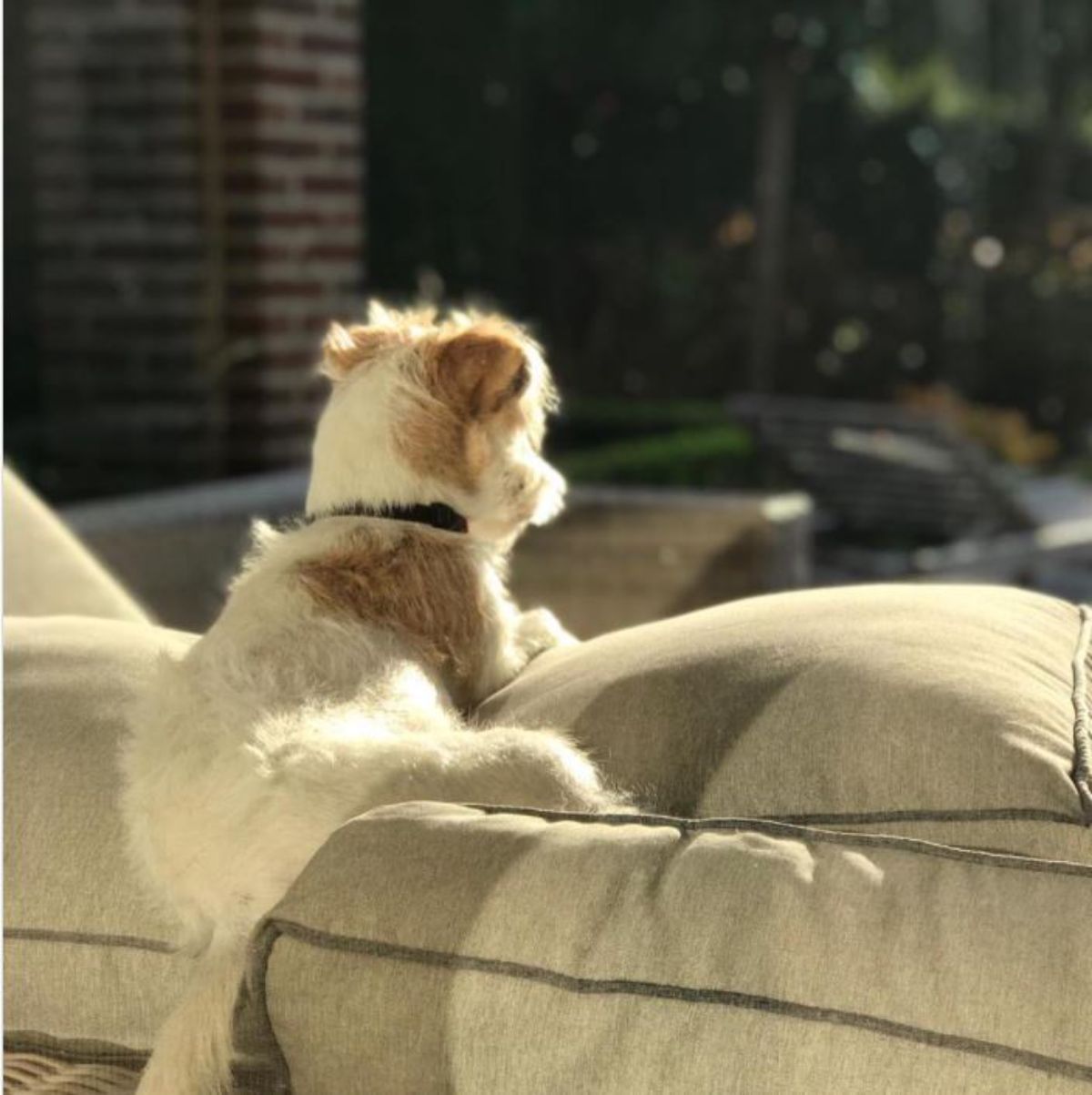 Parson Russell Terrier sitting on the couch