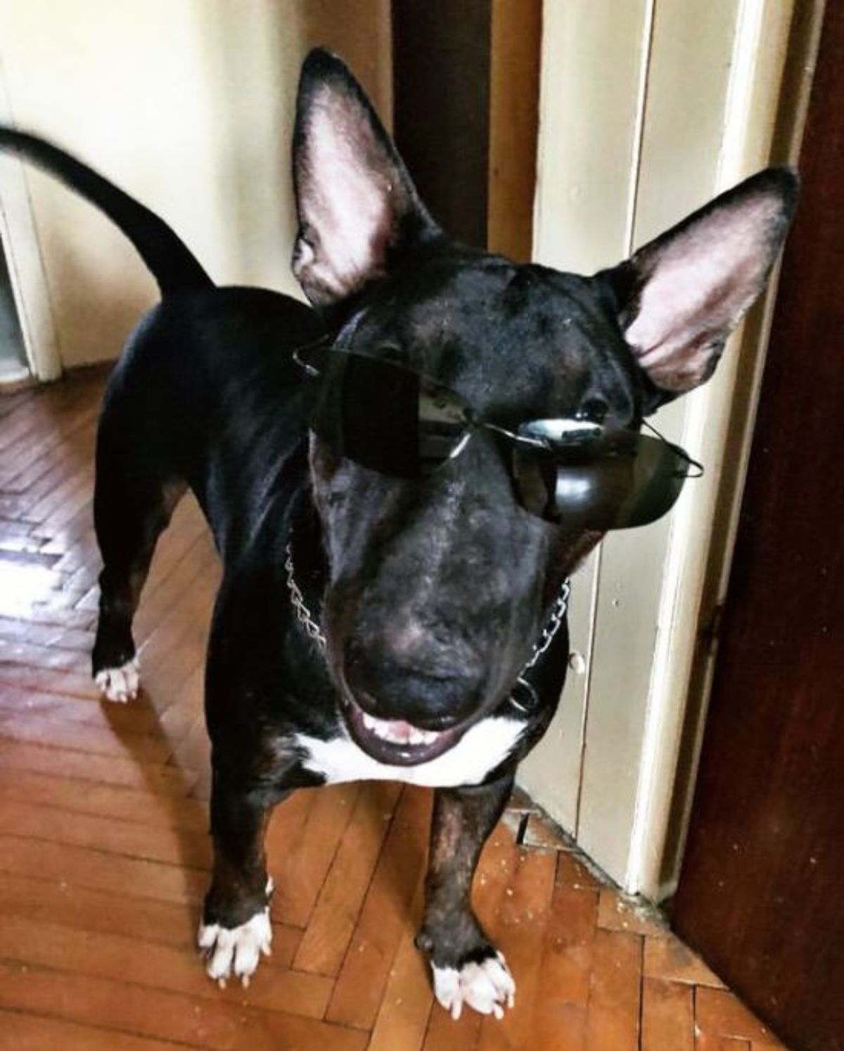 Black Bull Terrier wearing sunglasses