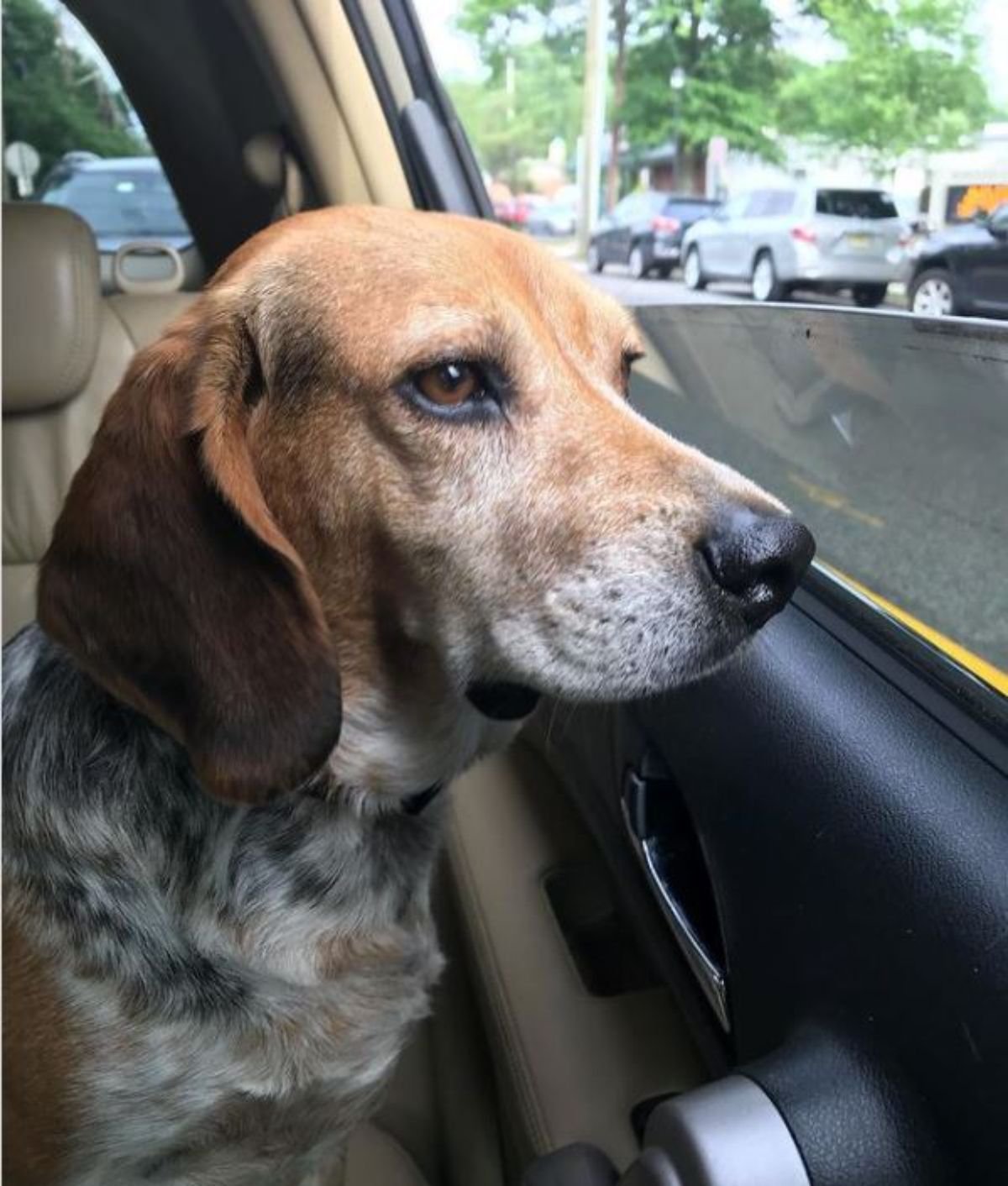 Bagle Hound looking outside from the car window