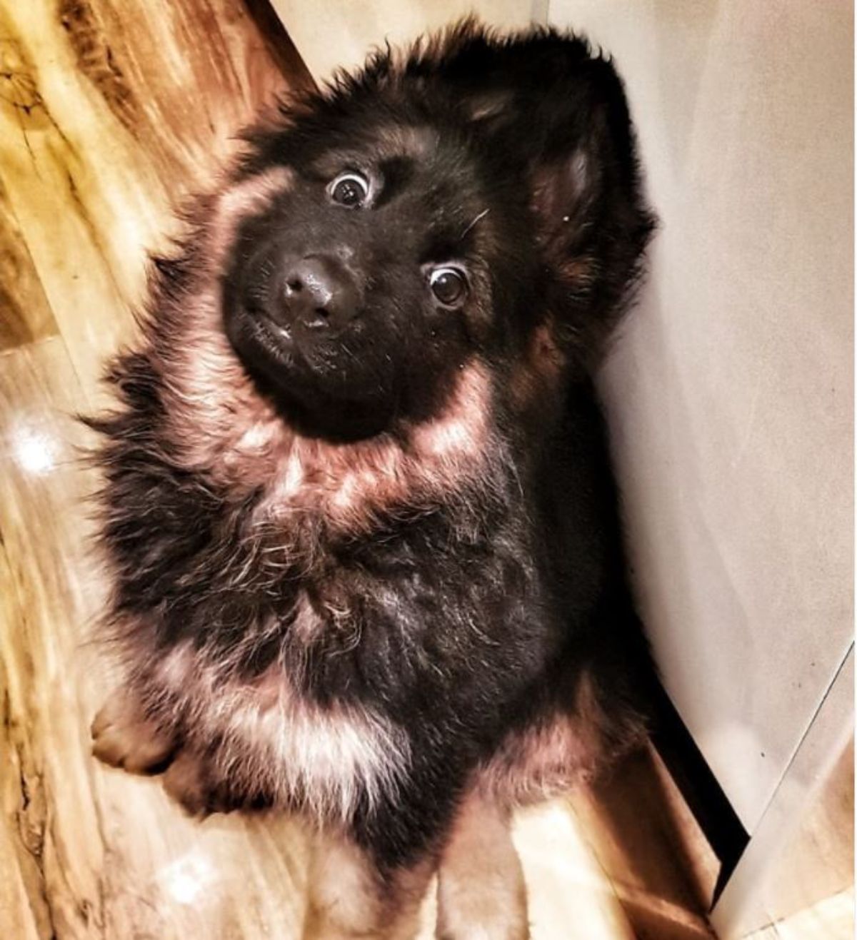 German Shepherd puppy sitting on the floor with its big scared eyes