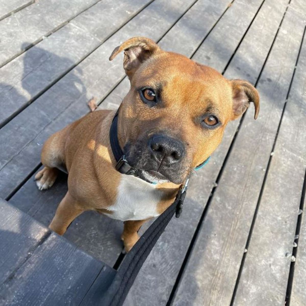 Staffordshire Bull Terrier sitting on the wooden floor under the sunlight