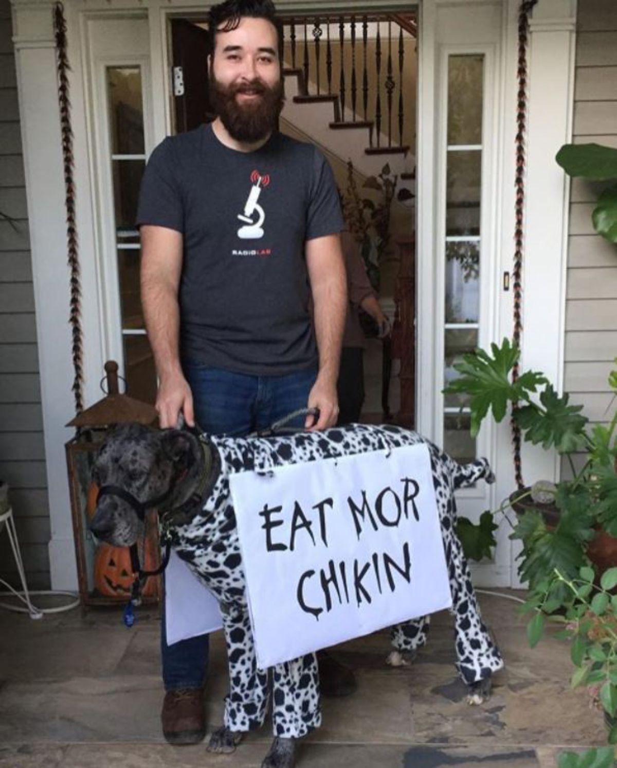 Great Dane in cow costume with a note "Eat more chikin"