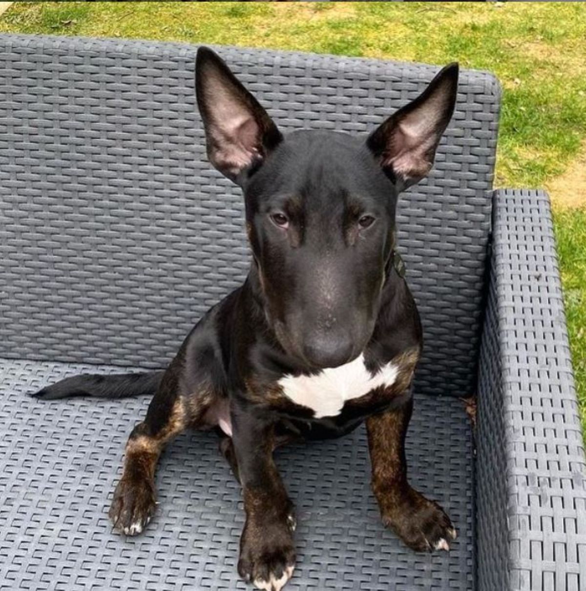 Black Bull Terrier sitting on the chair outdoors