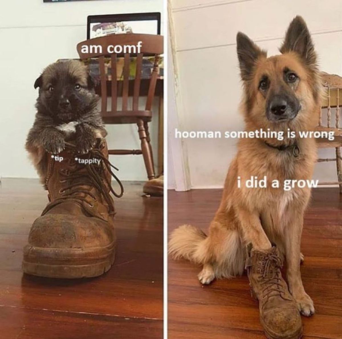 a collage photo of a German Shepherd from puppy to adult wearing a shoe