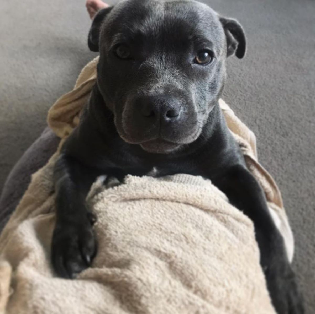 Staffordshire Bull Terrier puppy wrapped in towel on top of its owner's legs