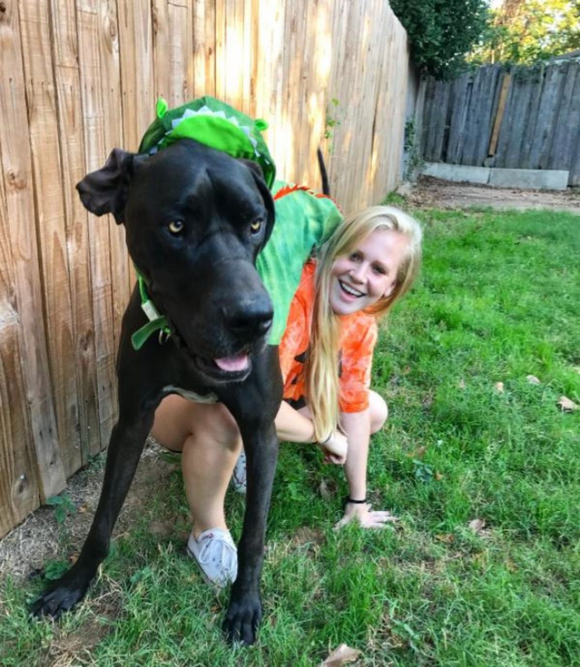 15 Trendy Great Dane Halloween Costumes The Paws