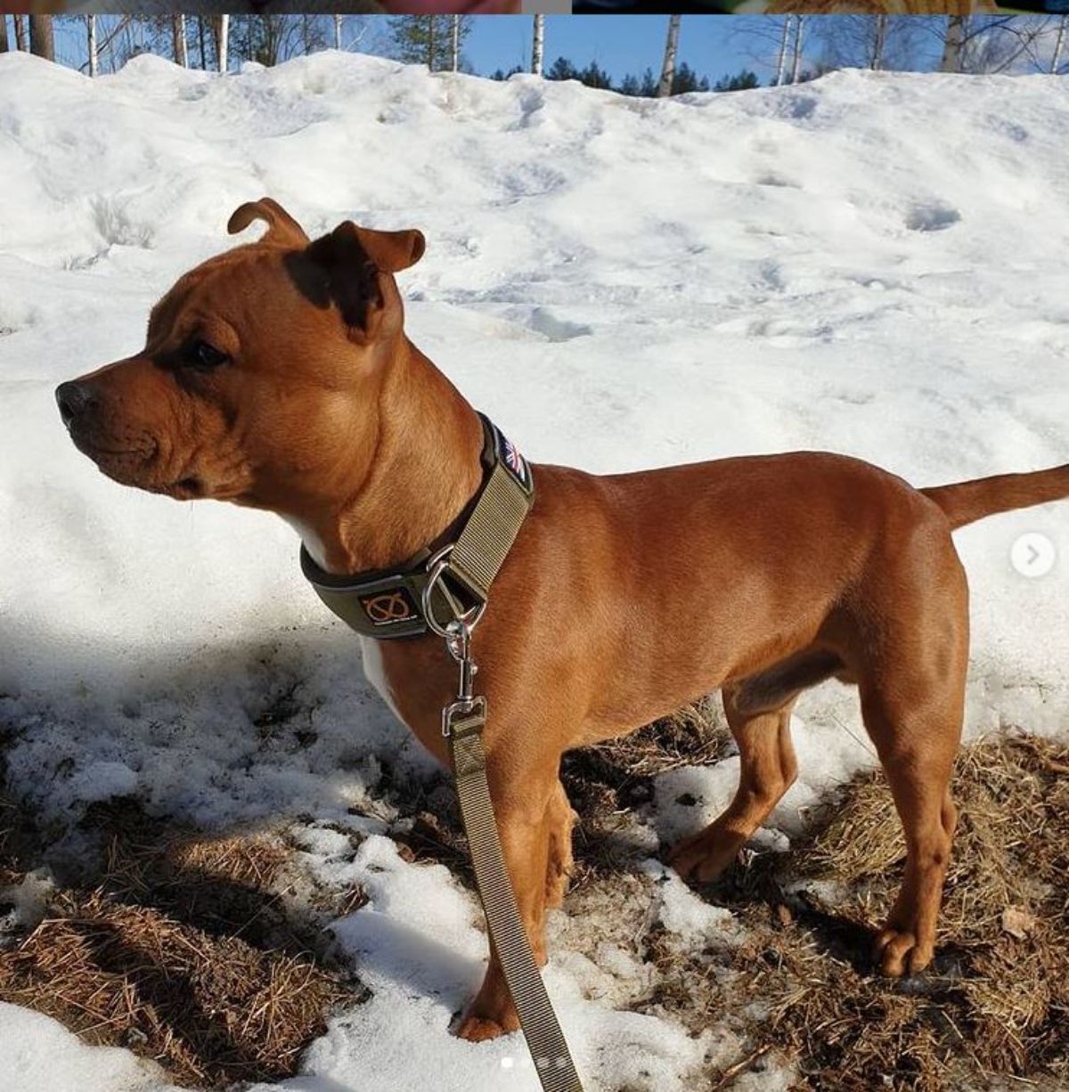 Staffordshire Bull Terrier taking a walk outdoors in snow