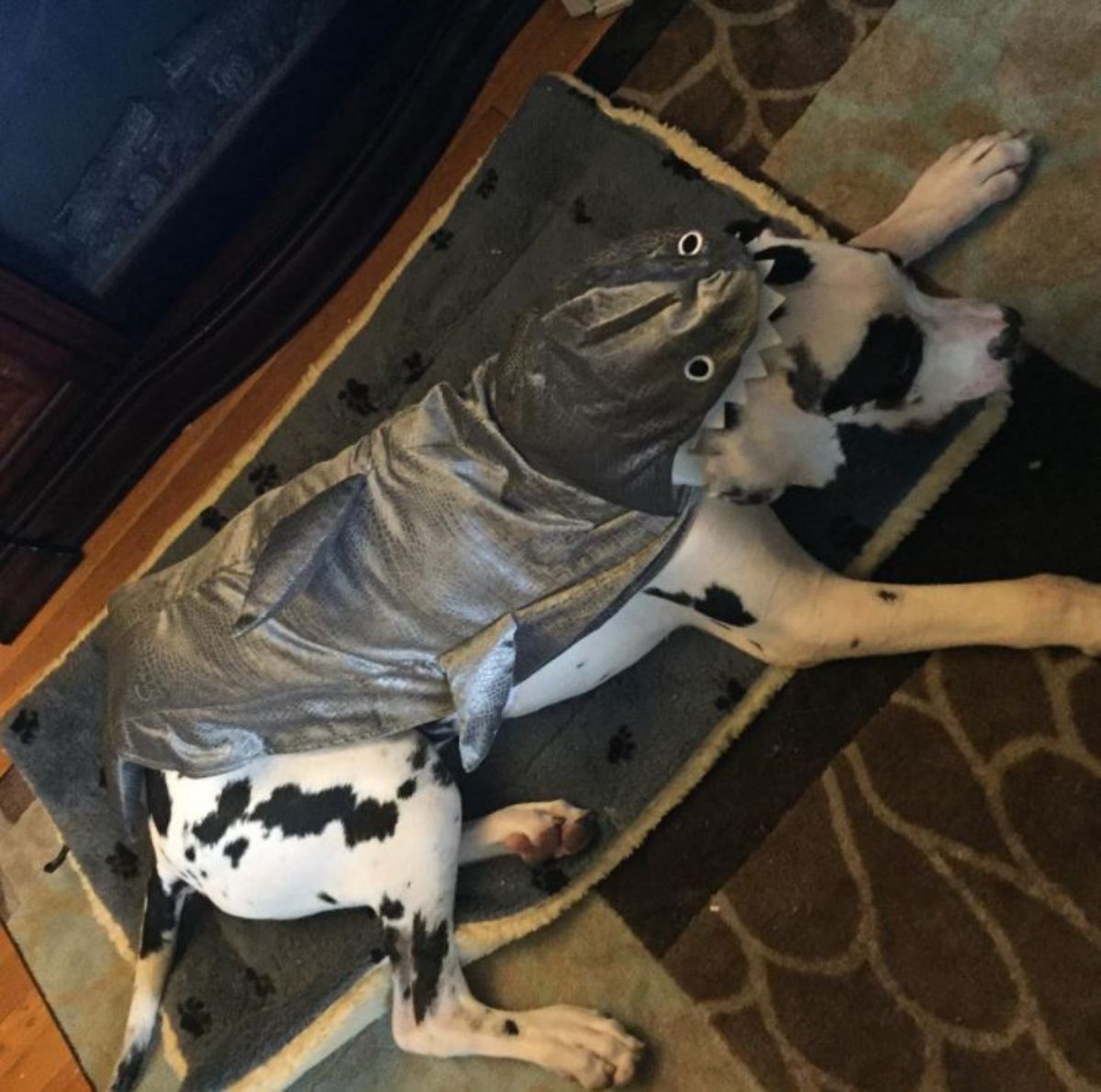 black and white Great Dane sleeping on its bed in shark costume
