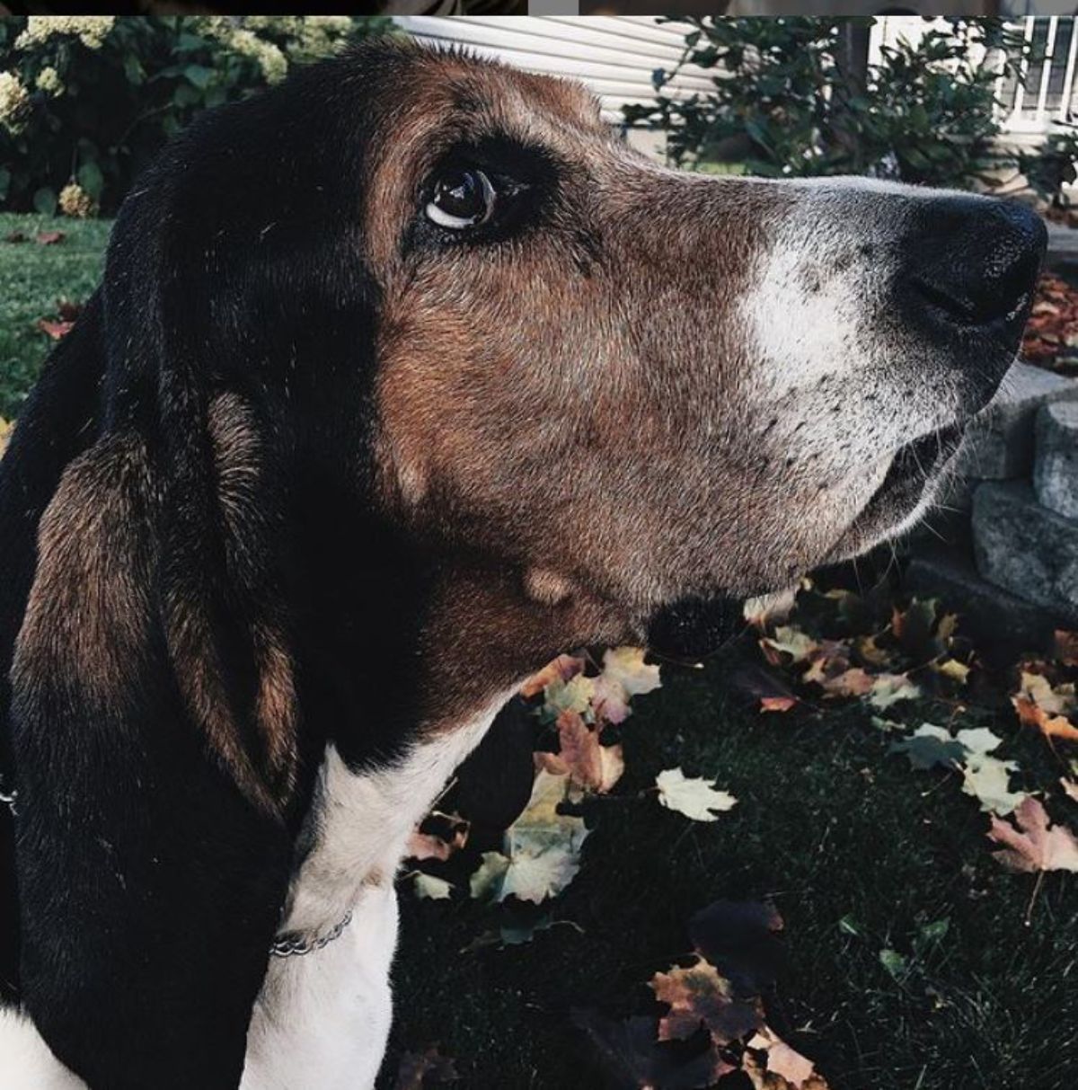 Basset Hound Beagle Mix dog looking up