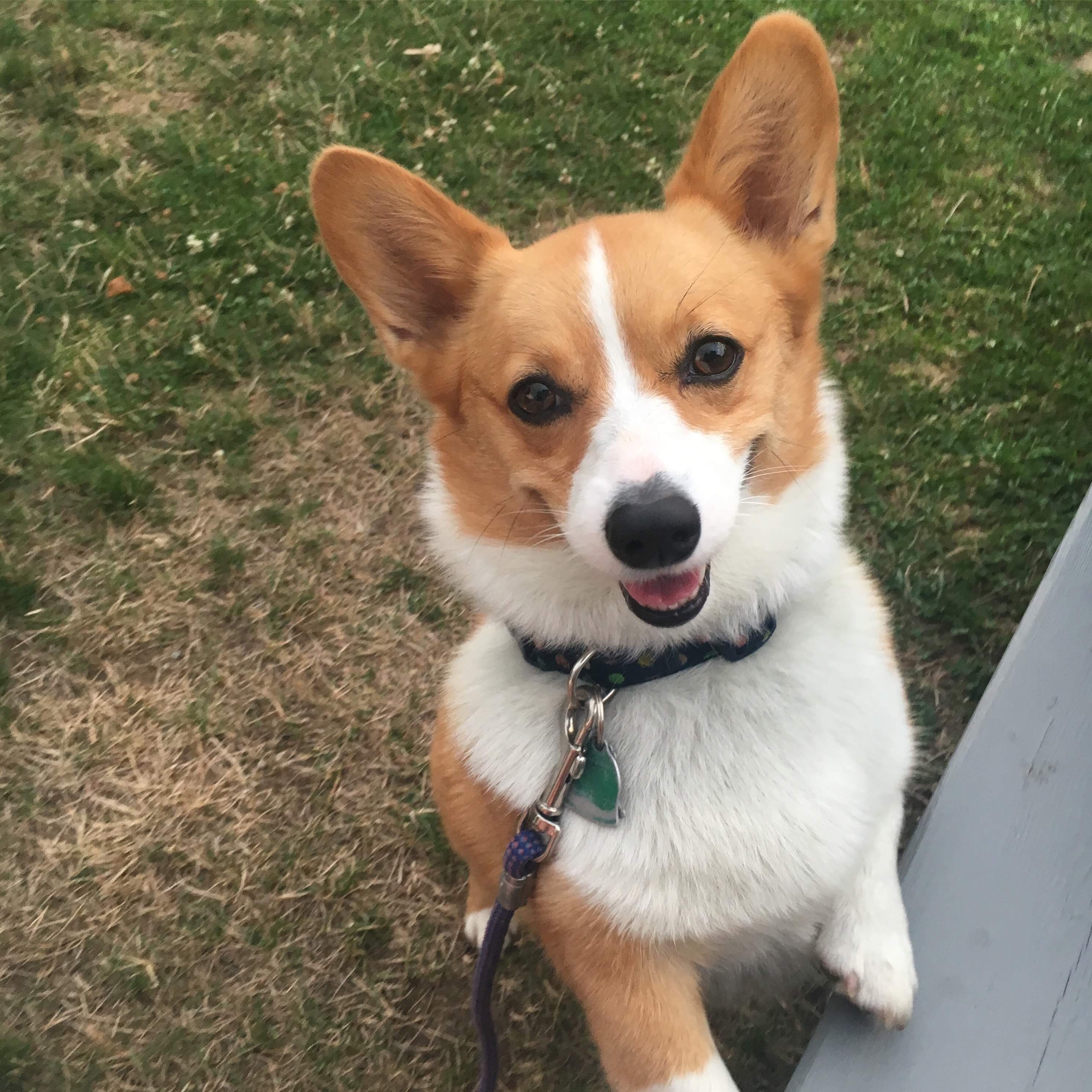 A Corgi named Toast standing up leaning on the bench while smiling