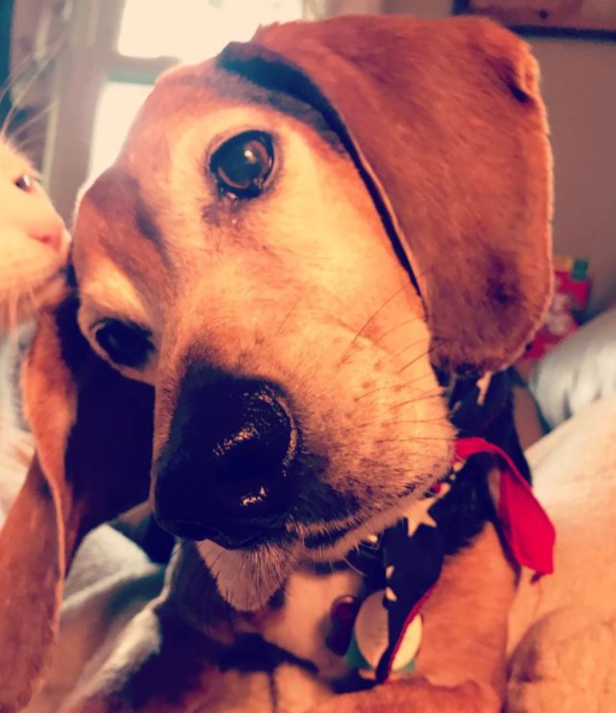 Basset Hound Beagle Mix dog tilting its head