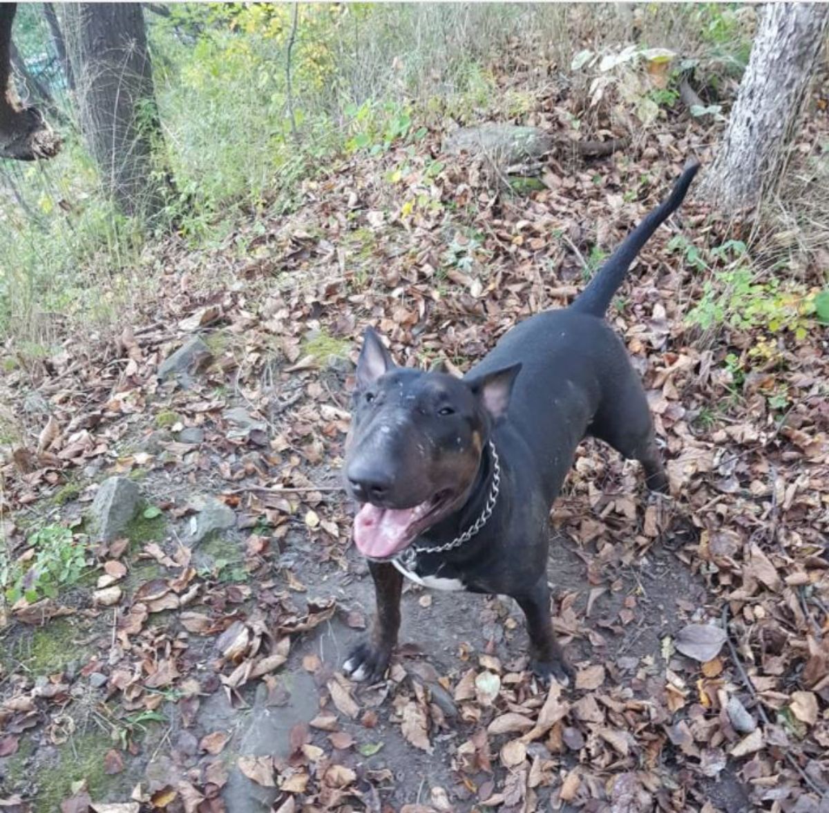 happy Black Bull Terrier in the forest