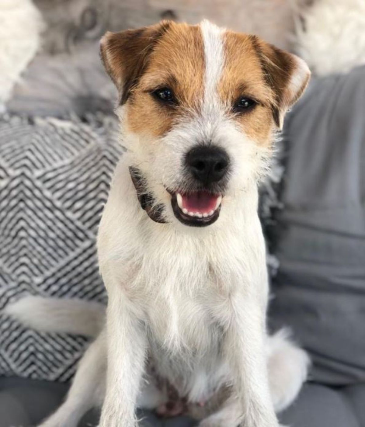 Parson Russell Terrier sitting on the couch