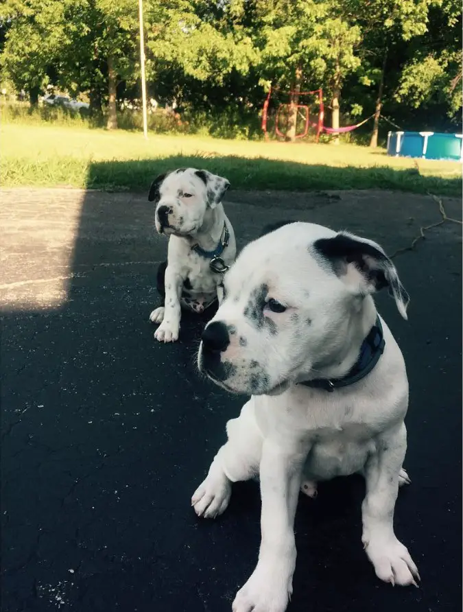 American Boston Bull Terriers sitting on the concrete while looking sideways