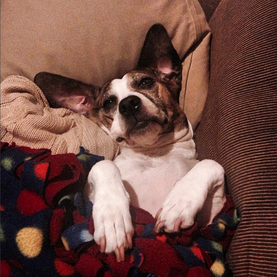 Basston snuggled up with blanket on the couch