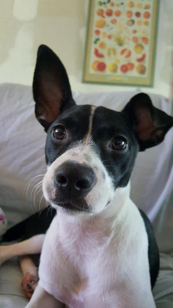 Jack Russell Terrier x Boston Terrier mix dog resting on the sofa