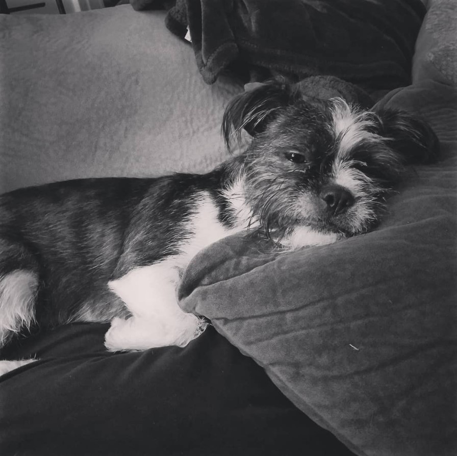 sleepy BoShih lying on its bed