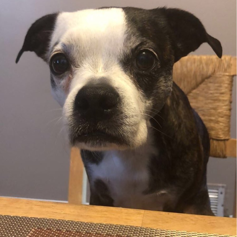 Boglen Terrier sitting on the chair across the table