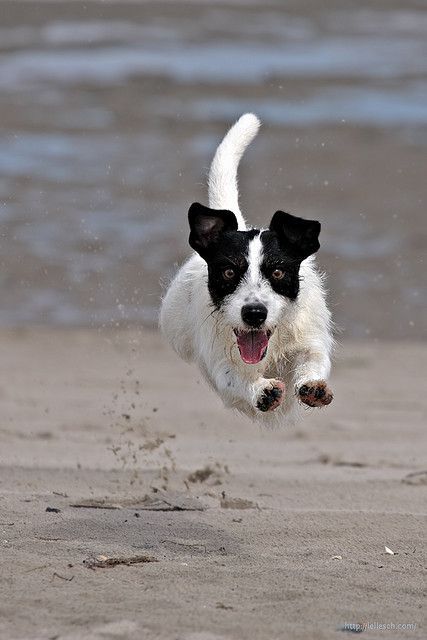 Border Jack running at the beach