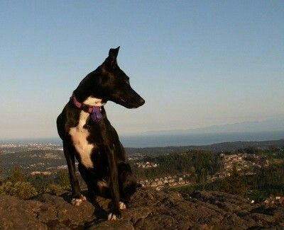 Jack Russell Terrier x Border Collie x Staffordshire Bull Terrier mix sitting on top of the mountain