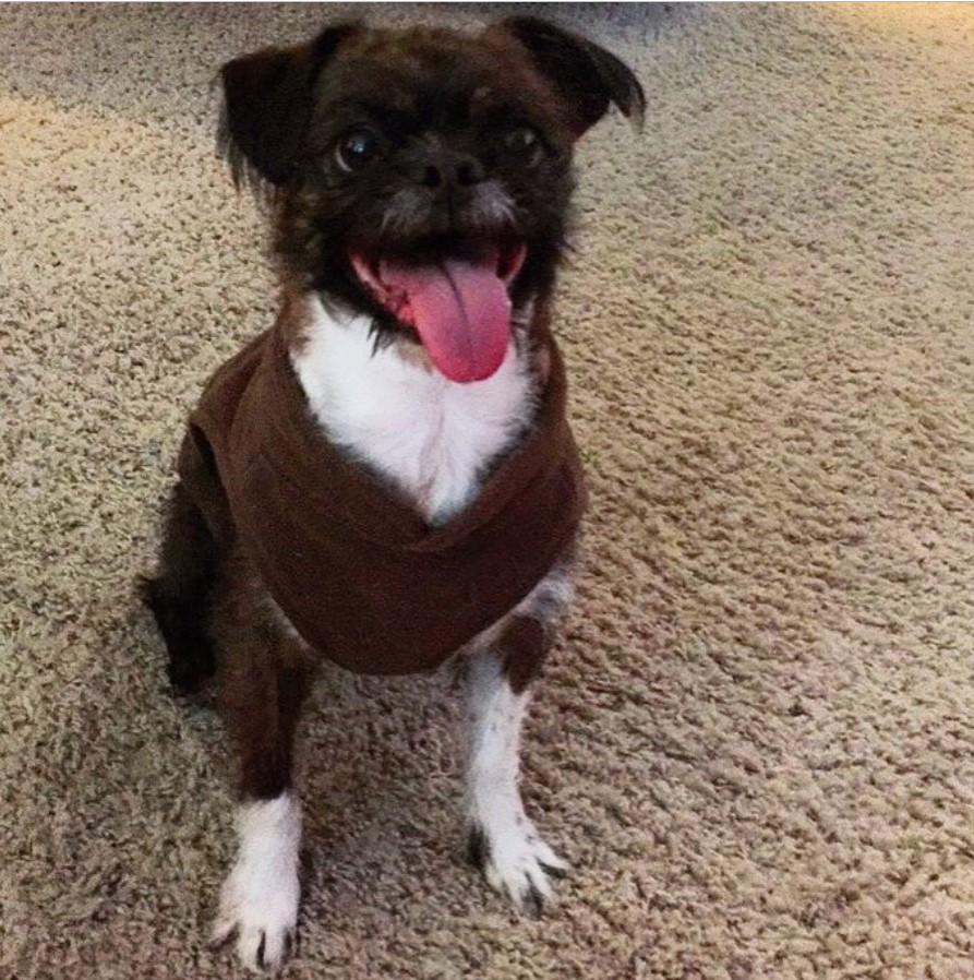 Bosapso wearing sweater while sitting on the carpet with its tongue sticking out