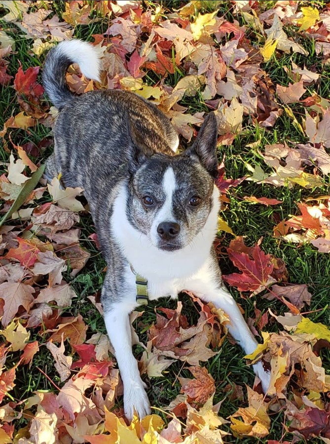 Boskimo lying down on the grass with dried maple leaves