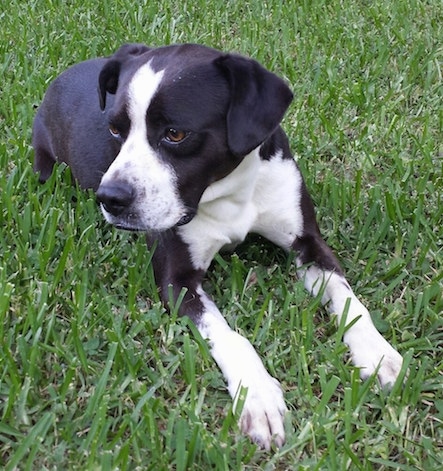 Bosmaraner lying down on the green grass while looking sideways