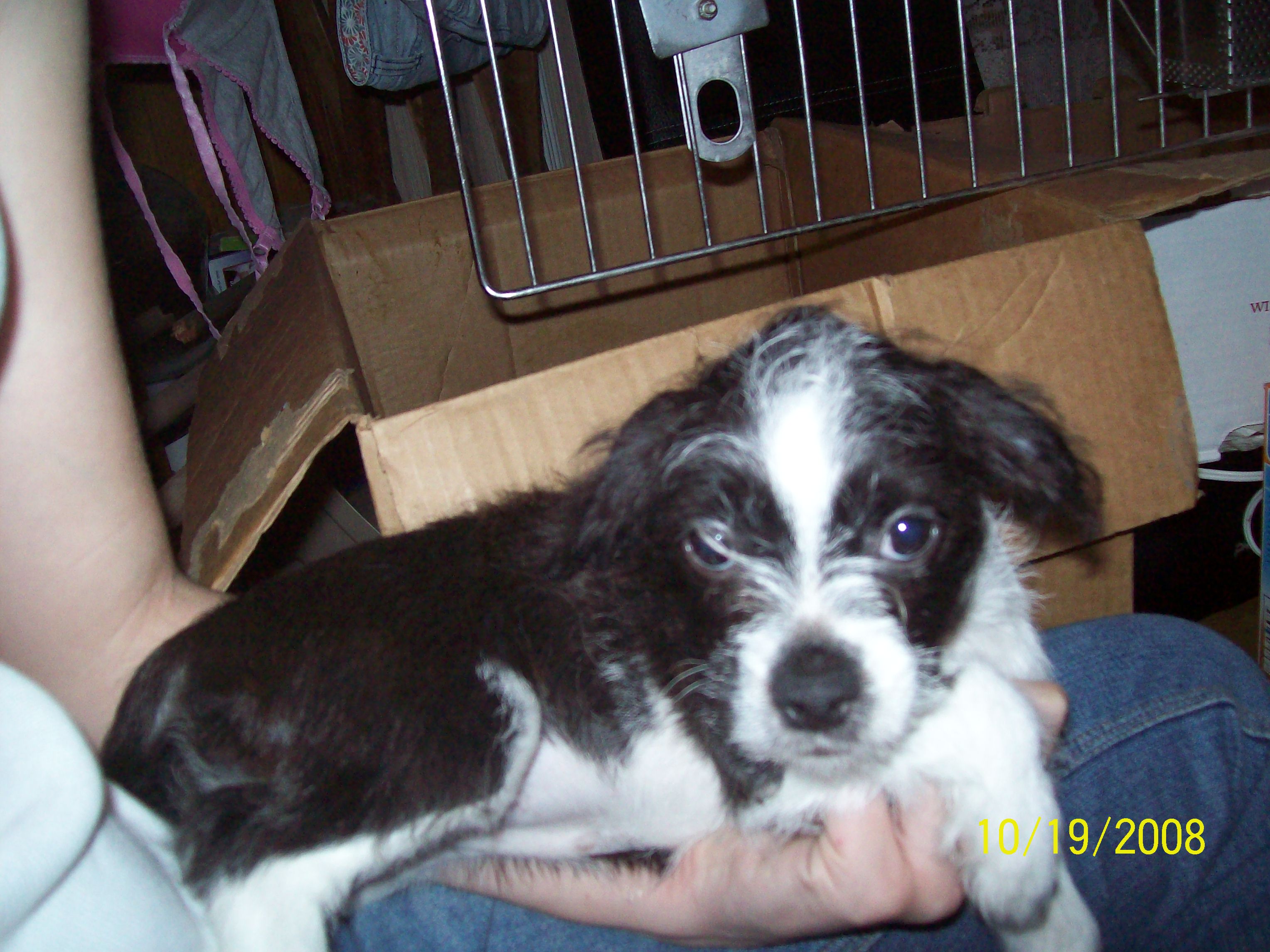 a woman holding a Bostchon puppy