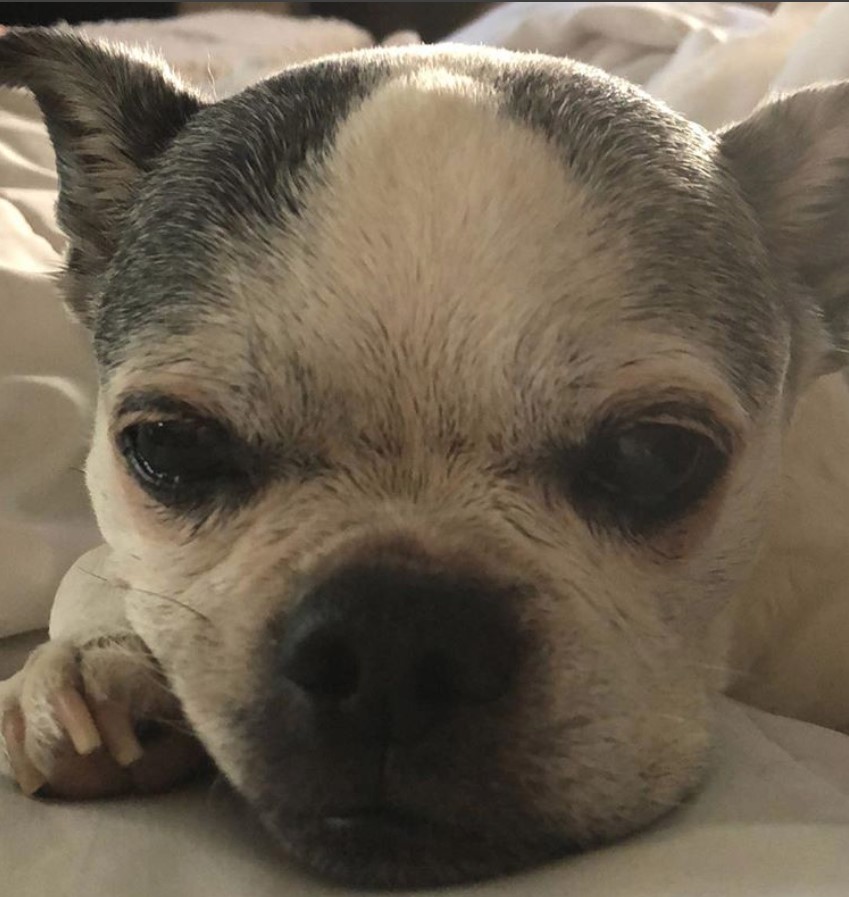 sleepy face of a Bostinese lying down on the bed