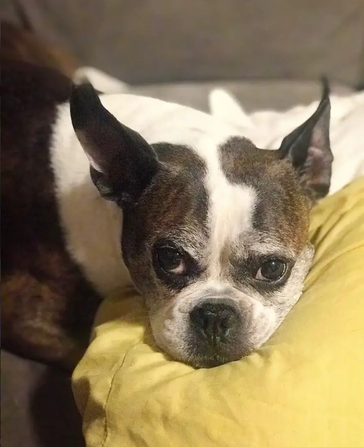 Boston Boxer lying on the couch with its face on the pillow