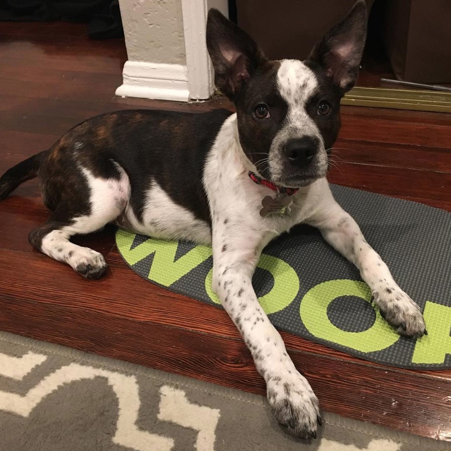 Boston Cattle Dog lying down on the floor