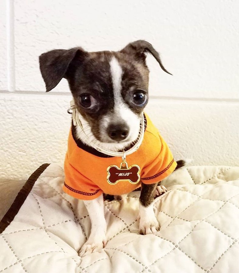 Boston Huahua sitting on its bed