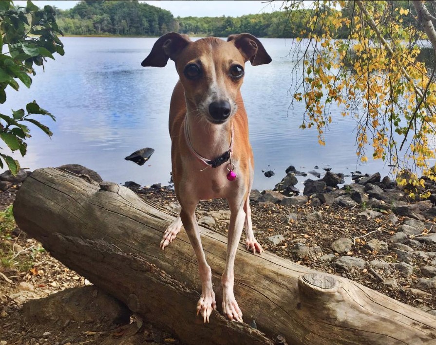 Boston Iggy standing on top of the tree trunk on the ground with the lake behind him