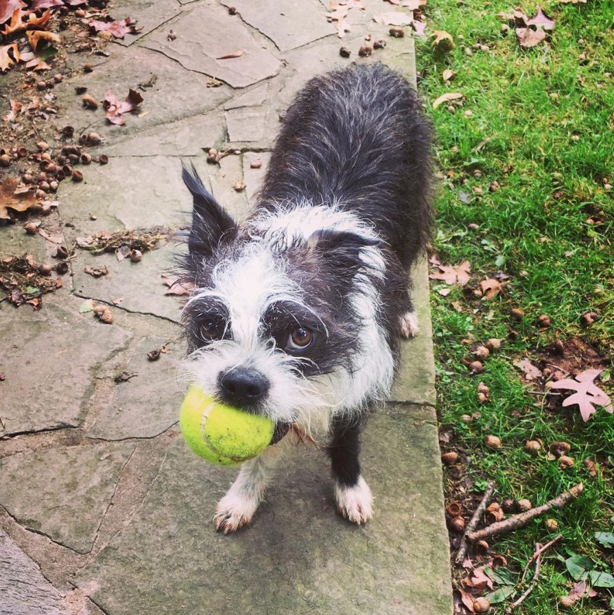 Boston Malterrier walking on the concrete pathway in the yard with a ball in its mouth