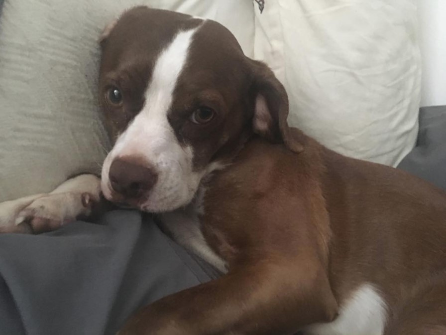 sleepy Boston Spaniel lying on the bed