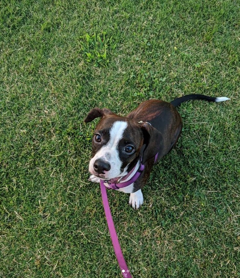 Bo-Dach puppy sitting on the grass while looking up with its adorable face