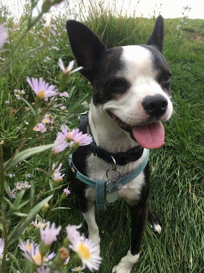 Dobieton sitting on the grass next to the flowers