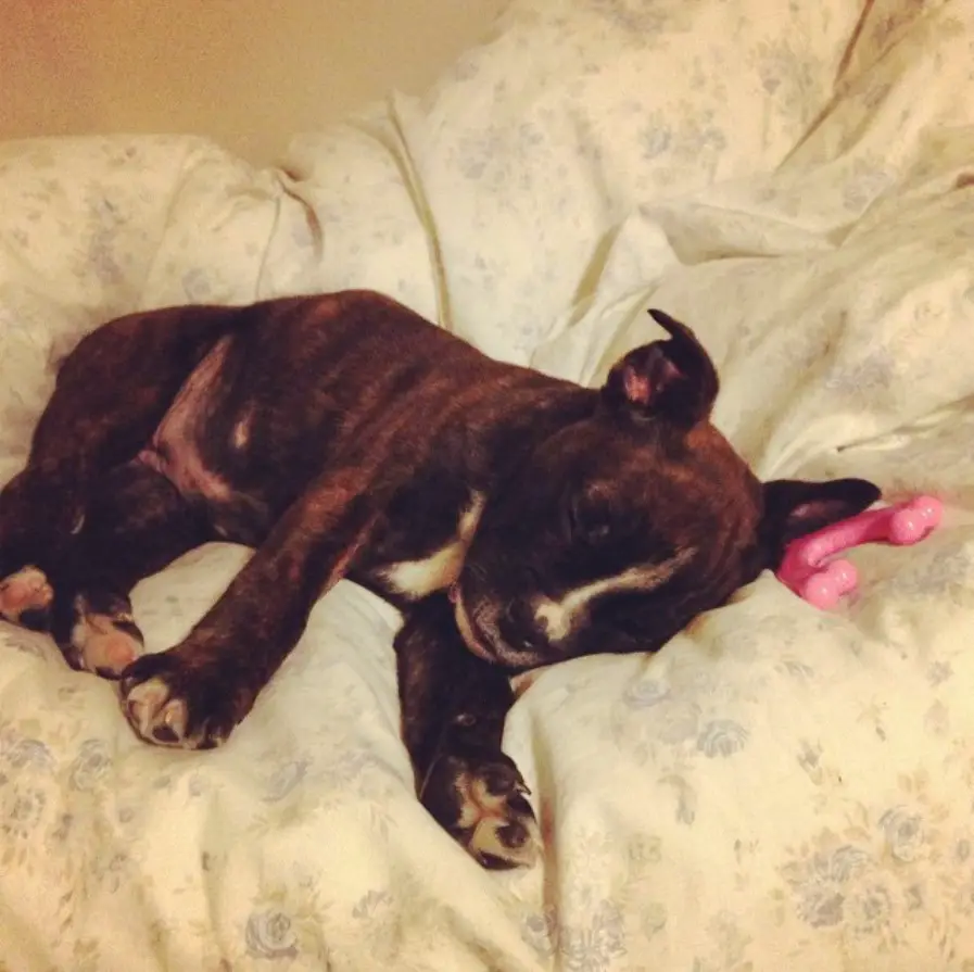 English Boston-Bulldog puppy sleeping soundly on the bed