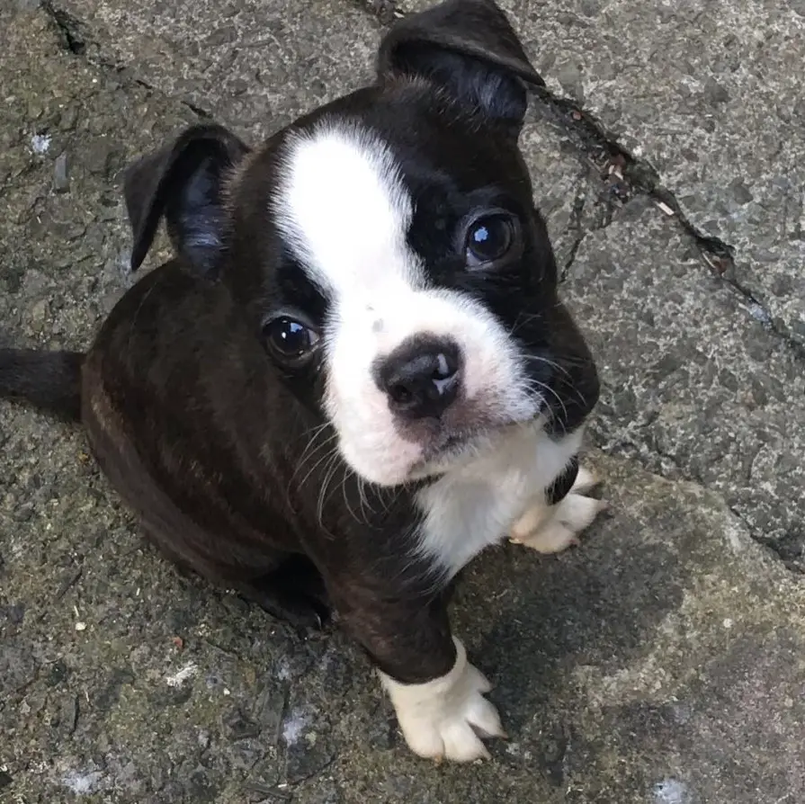 Beagle Boston Terrier Mix Puppies For Sale