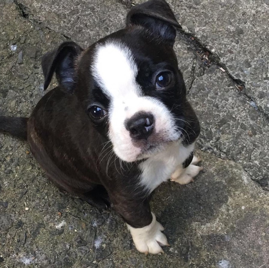 Bo-Jack sitting on the concrete while looking up with its adorable face